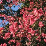 20180215kurasakura